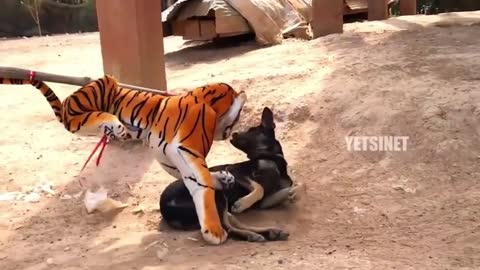 Fake tiger prank on dog 😂😂