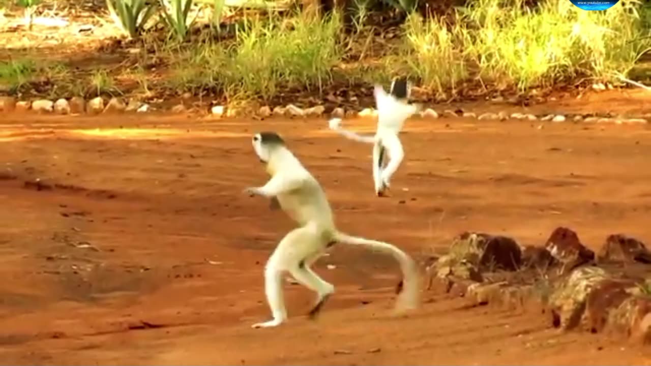 The baby elephant was chased by the dog funny&amazing video full watch