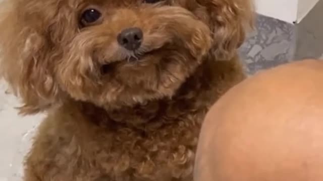 CUTENESS OVERLOAD - ADORABLE DOG