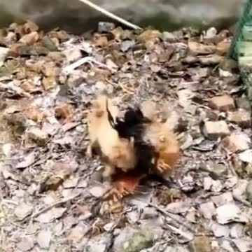 chicken and dog fight funny videos | chicken slap dog video |
