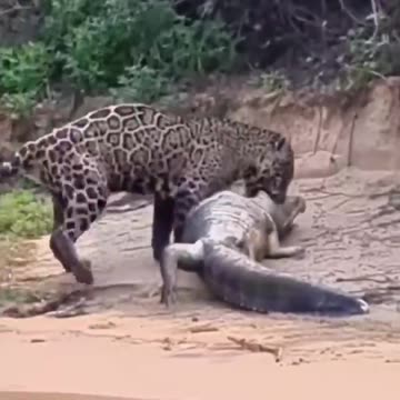 jaguar captures crocodile