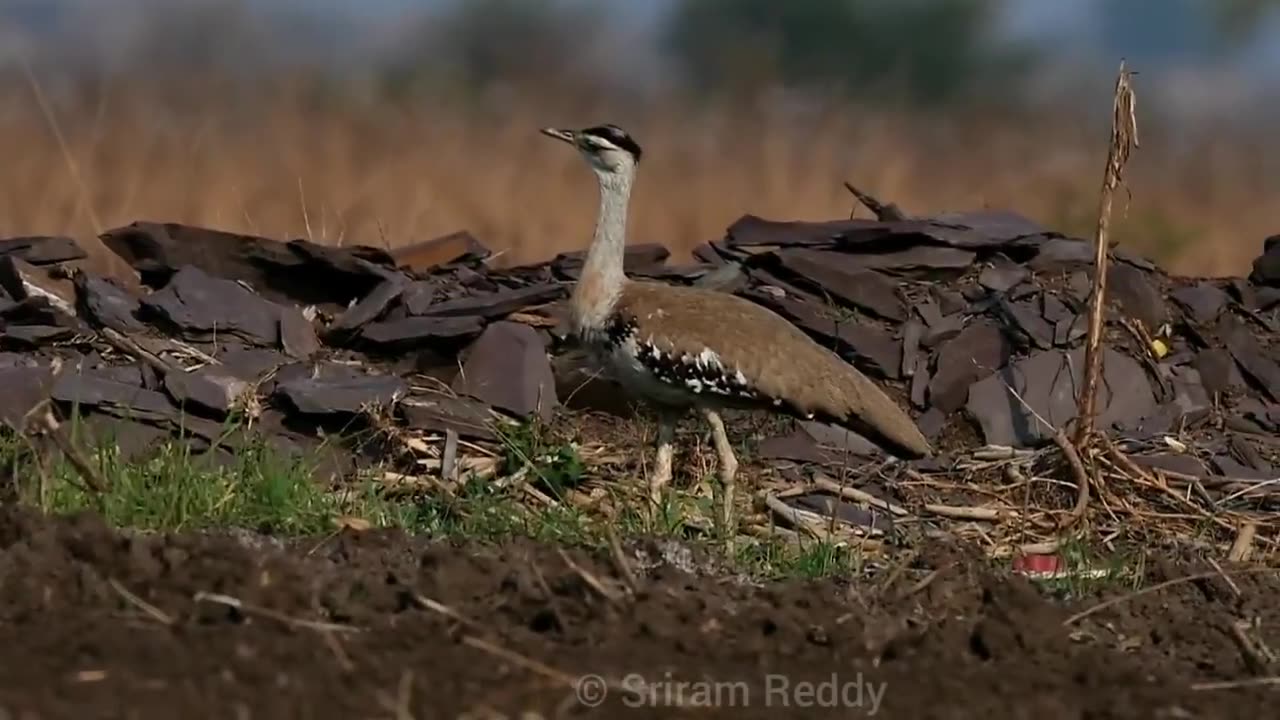 Wildlife is in closer view with natural perspective.