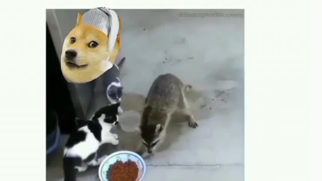 Always ignore your problems in your life just like this racoon ignore the cat 😅😅😅