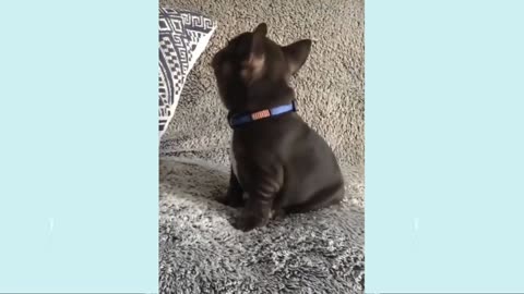 Funny Dog Videos 2021 It's time to LAUGH!!!!!!