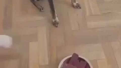 Dogs with food