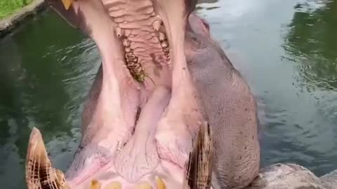 Hippo getting a full mouth check