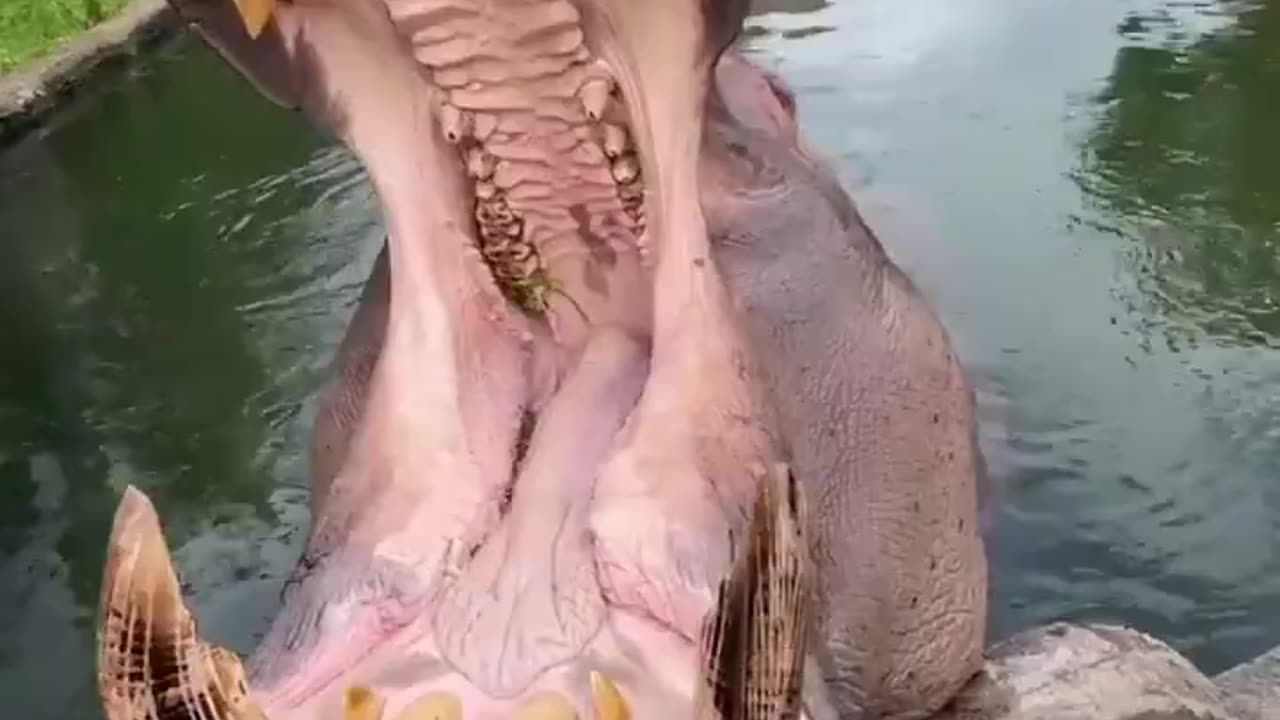 Hippo getting a full mouth check