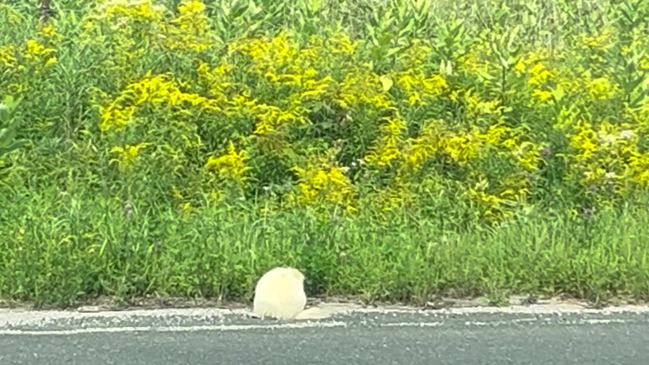 Albino Groundhog Out for a Stroll