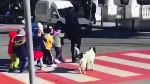 The Dog Is Super Serious To Protect People While Crossing Road.