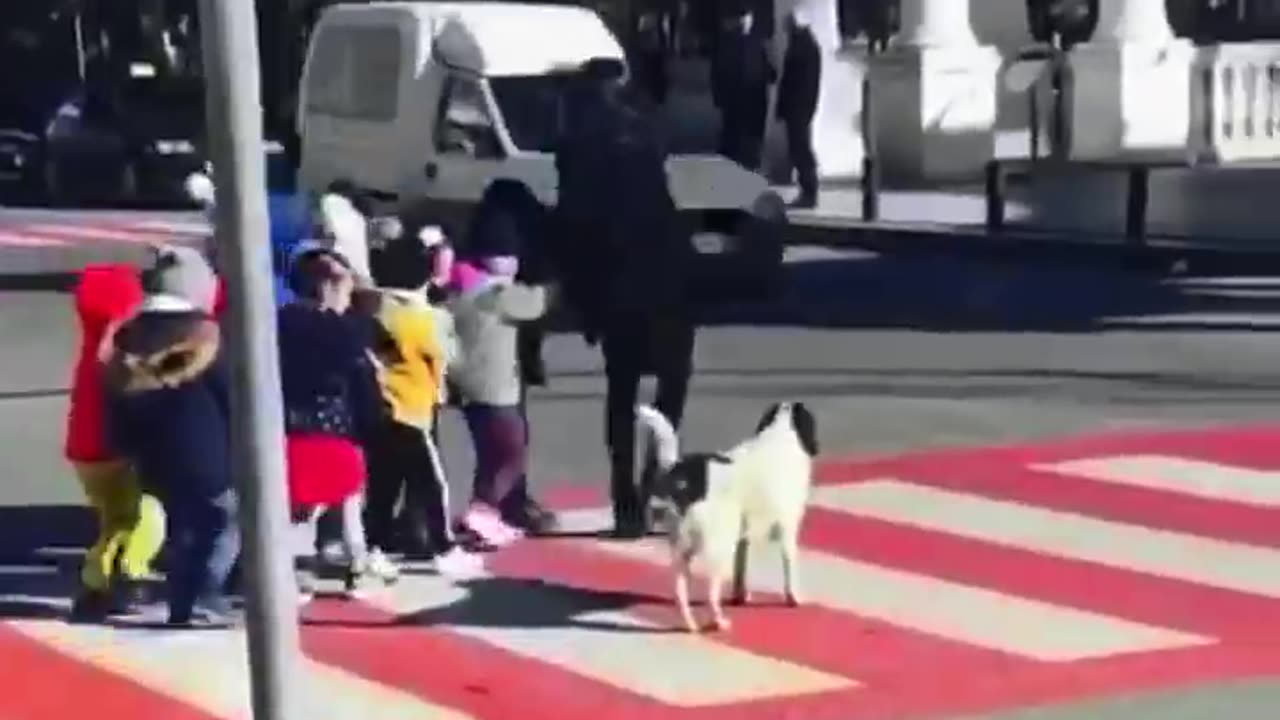 The Dog Is Super Serious To Protect People While Crossing Road.