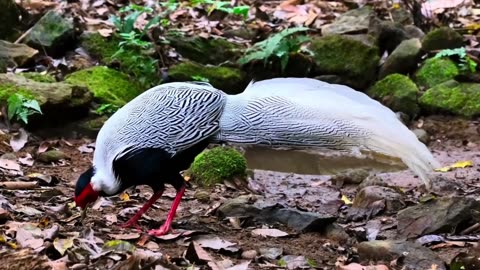 Beautiful #white bird