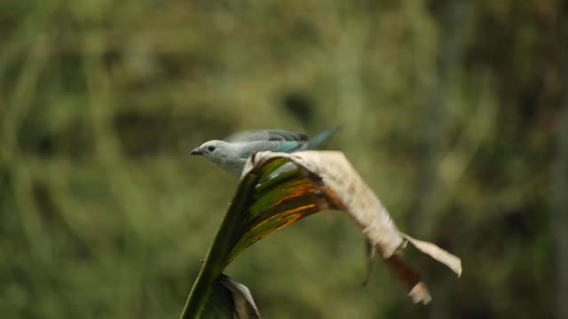 common-heron-birds-stream-hunt