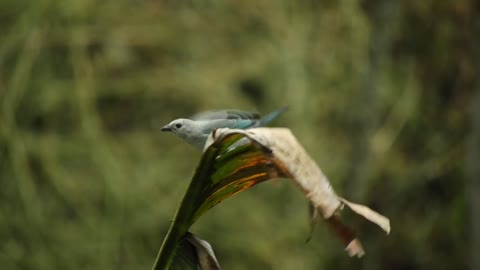 common-heron-birds-stream-hunt