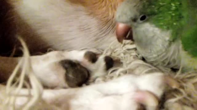 Parrot giving dog a manicure