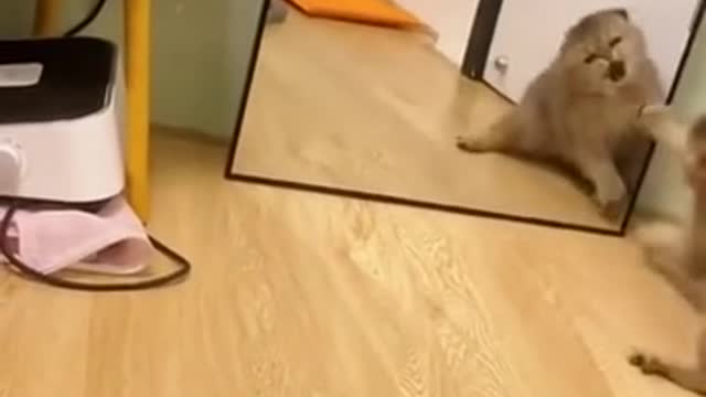 Cute Cat Fight With Mirror