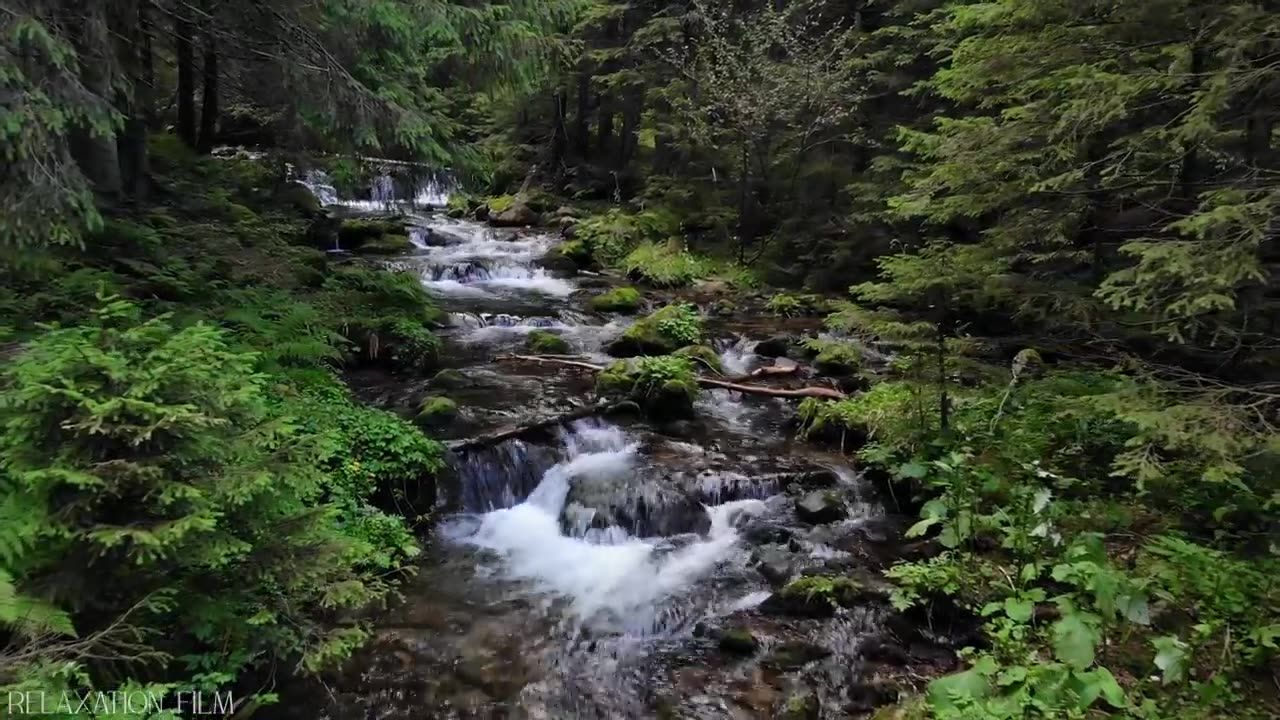 Forest 4K • Nature Relaxation Film • Peaceful Relaxing Music • 4k Video UltraHD