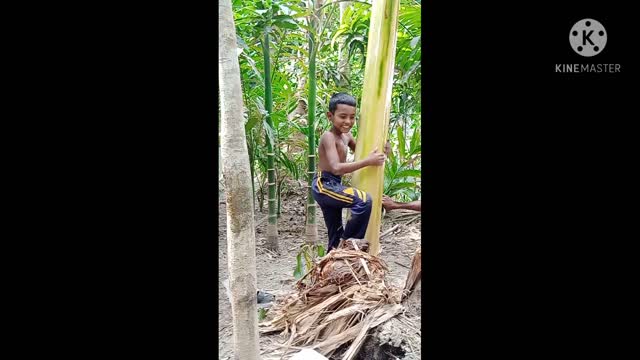 Banana tree1