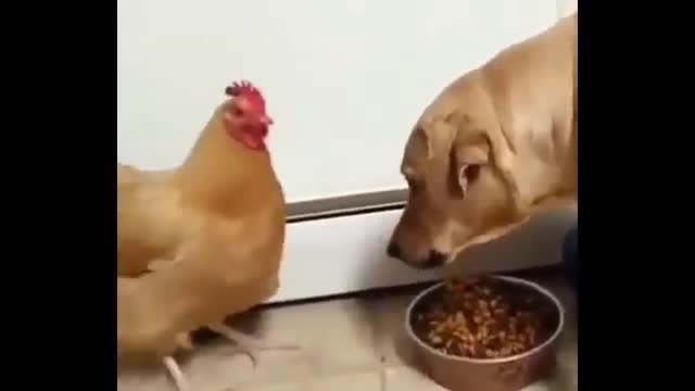 Chicken steals dogs food