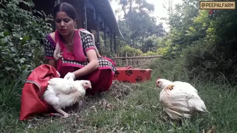 Animal rescue wale chicken shop pahuche