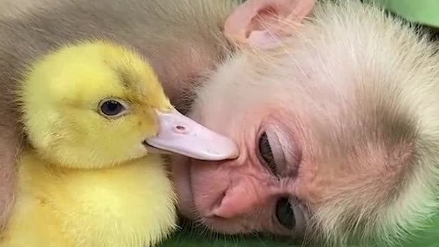 Little Jimmy and the duckling