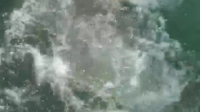 Hand Feeding a Bull Shark