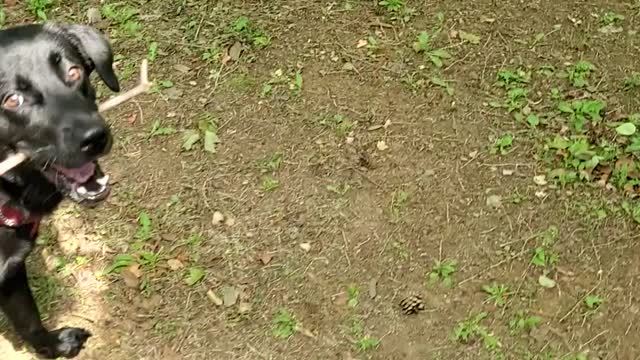 Labrador retriever loves chew woodstick