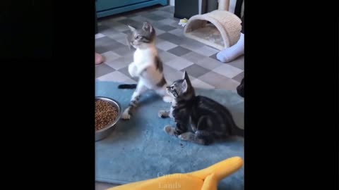 cats are best animals in world