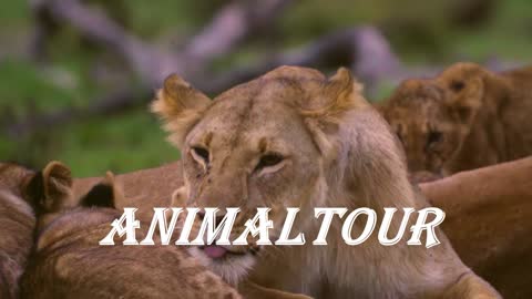 A lion feeding its cubs