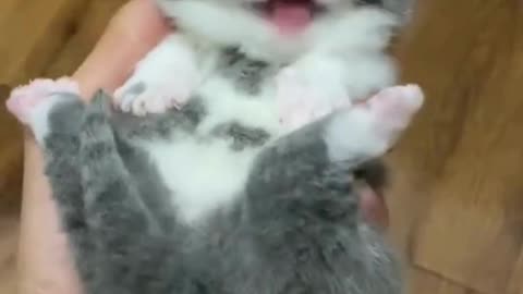 Very Cute Cat Baby