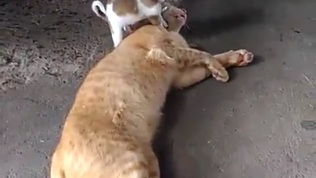Little Dog Takes Advantage of Unsuspecting Cat