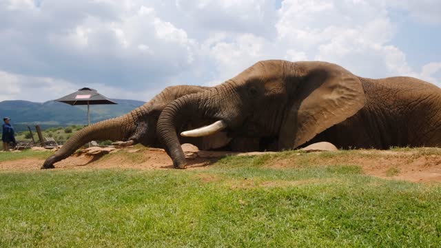 Footage Of The Elephant Eating Together