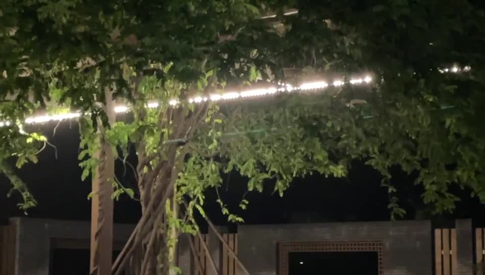 A beautiful tree is more beautiful by the light