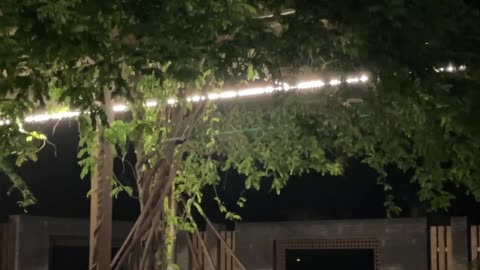 A beautiful tree is more beautiful by the light