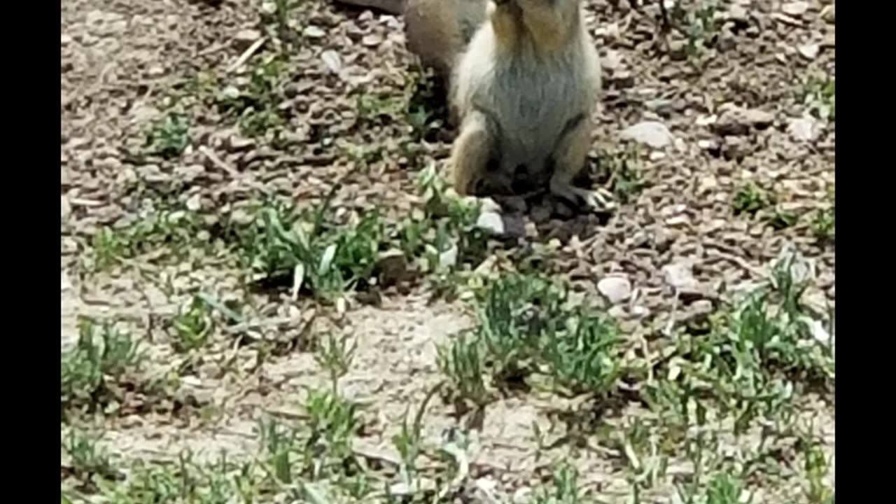 Feeding Prairie Dogs IV