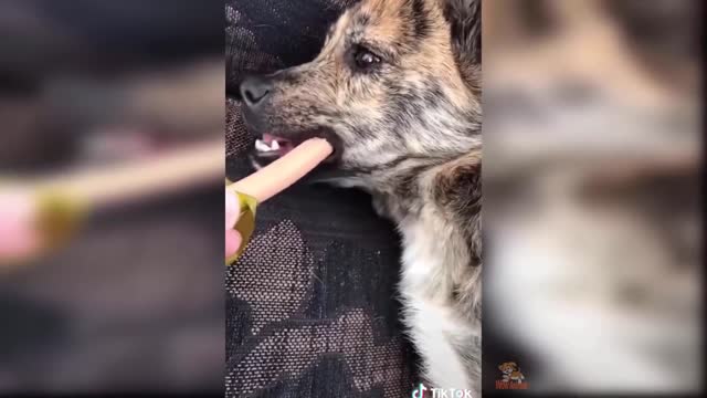 Funny pets trained to make you laugh :D