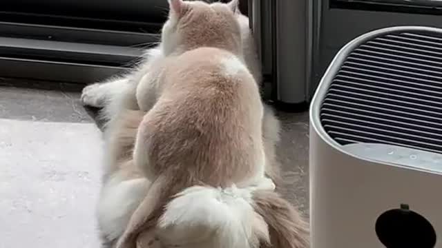 Cute Cat Massage