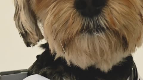 Dog wearing a doctor costume