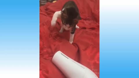 CAT REACTION 🐈