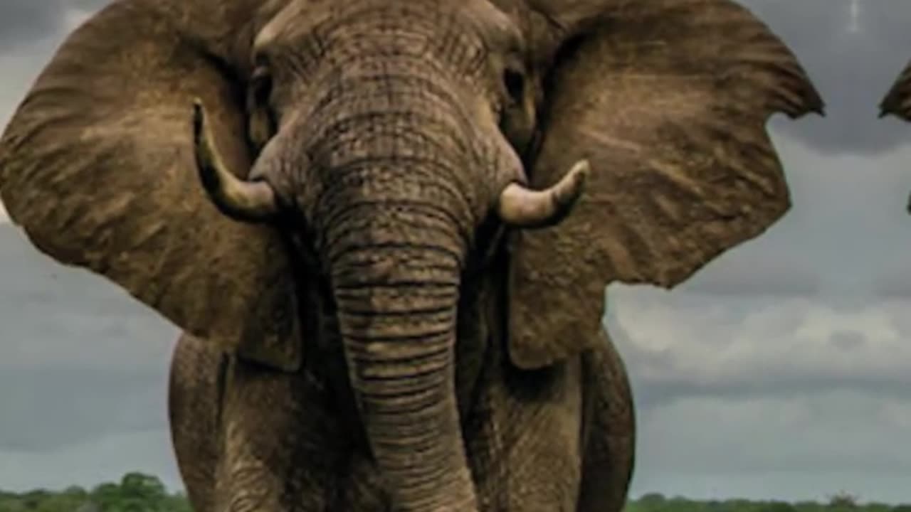 Top 10 Strongest Animals In The World #shorts