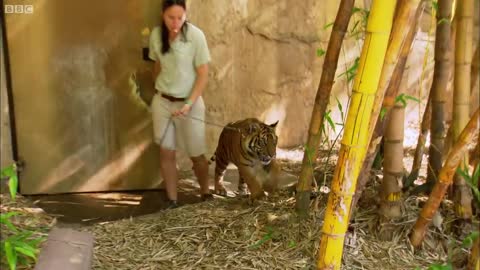 Tiger Given Artificial Eye | Tigers About The House | BBC