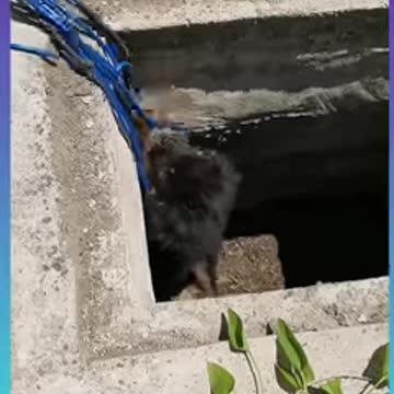 hearts_️_dog2_Smart Dog Video - short