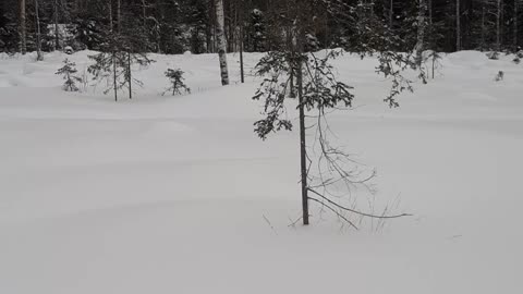 Beautiful Wild Owl Lands Right Next to Skier