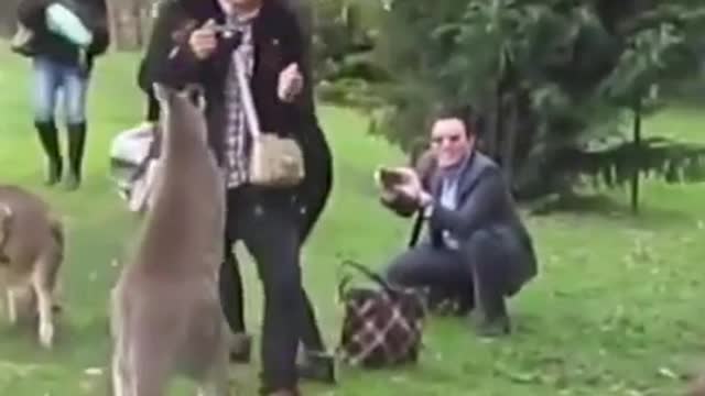 Crazzy KANGAROO (FUNNY ANIMAL VIDEOS