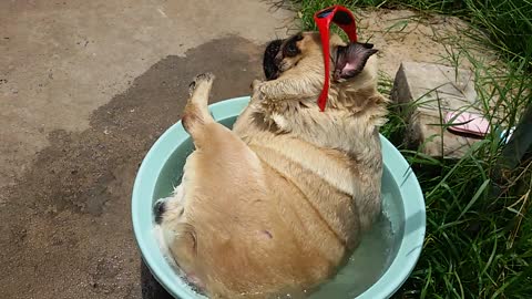 Sunbathing Dog