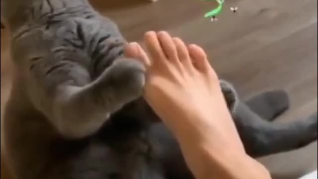 Funny Cats Reaction to Smelling Owner's Foot