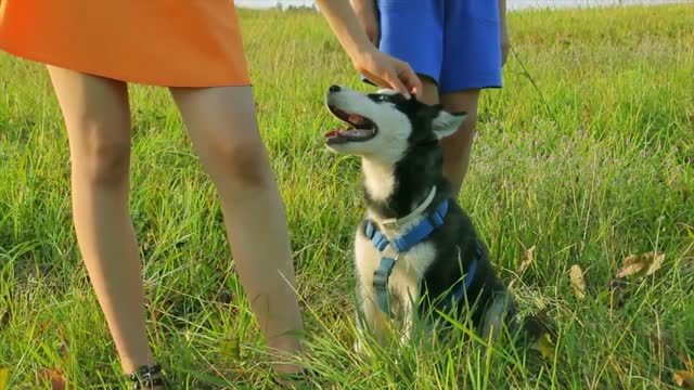 how to check dog is sad or happy . sad or happy dog's singe