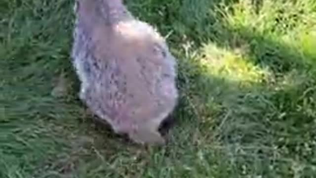 Adorable baby badger curiously follows the camera