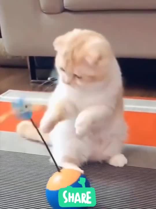 cute little cat playing makes you laugh!