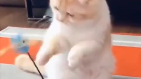 cute little cat playing makes you laugh!