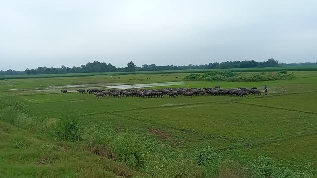 A group of wild buffaloes.